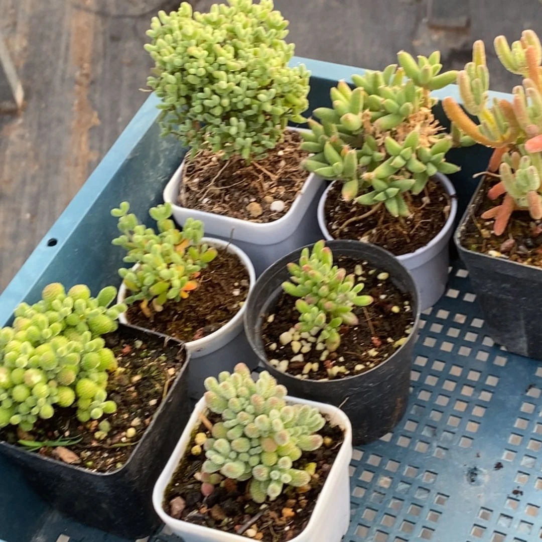 ✨****?100新年福利。