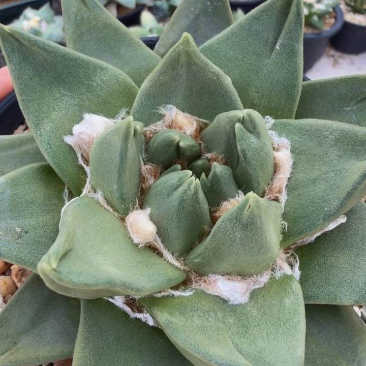 奇迹龙牙尖儿岔嘴