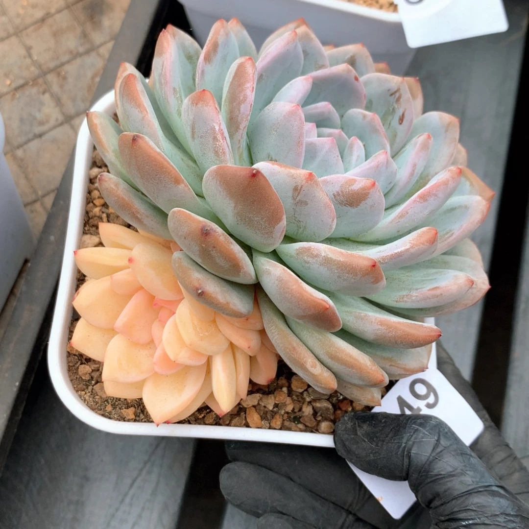 C449 售后范围：签收起7天内