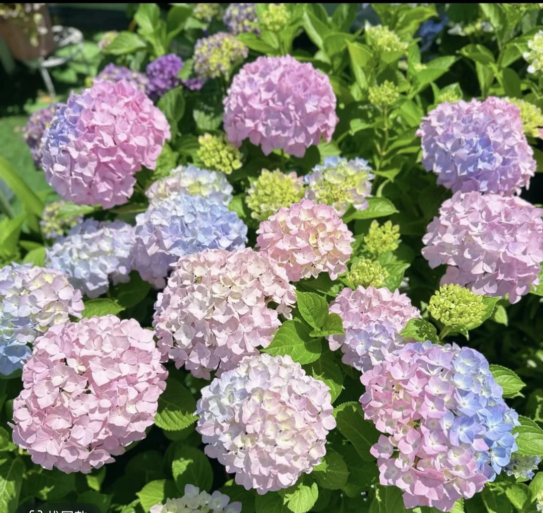 露天绣球一物一拍超梦幻高颜值云南基地直发