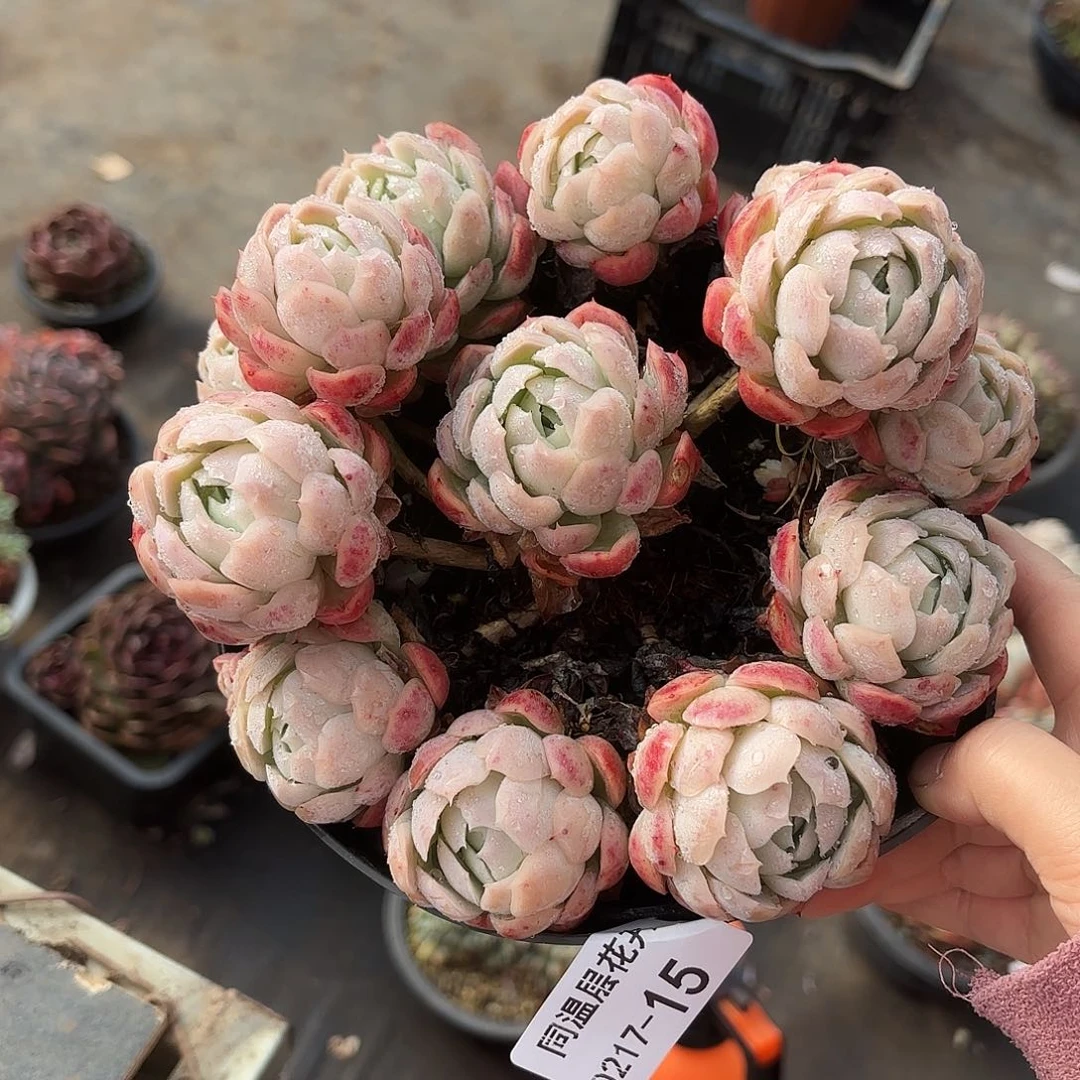 同温层多肉贝瑞15