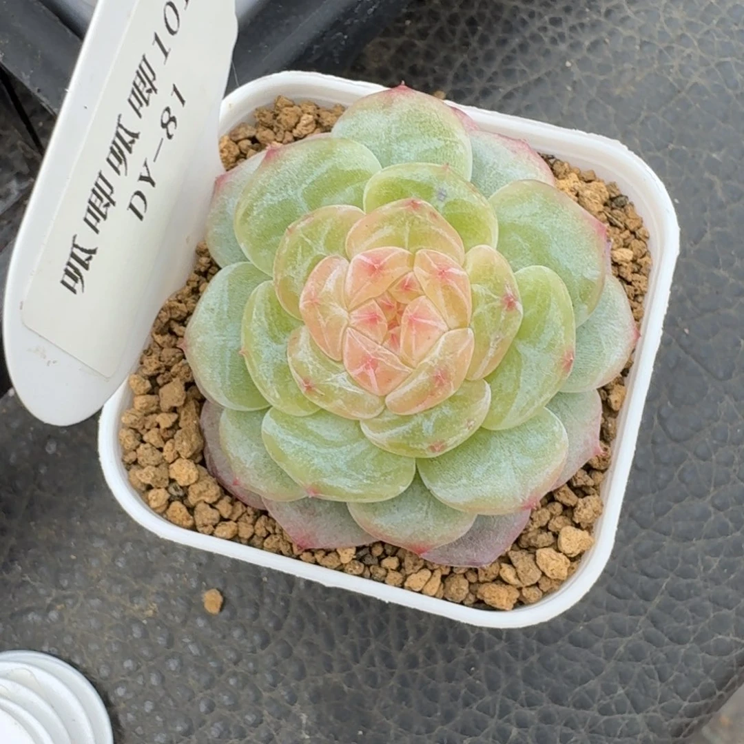 1010-081-芳草一单头