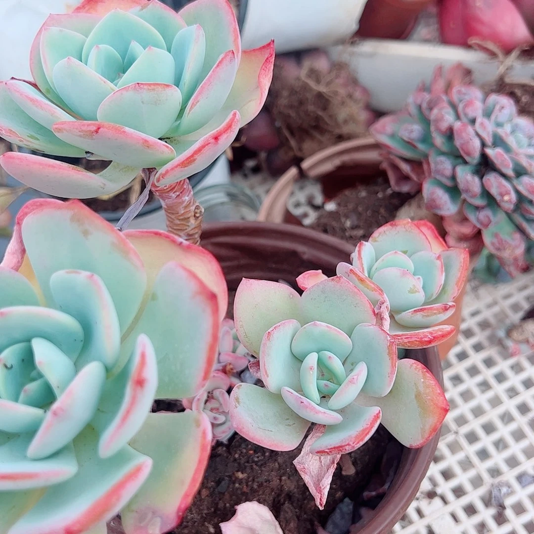 白月光多头群生老桩特价