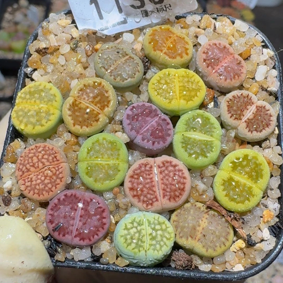 Zzzzz精品生石花1130