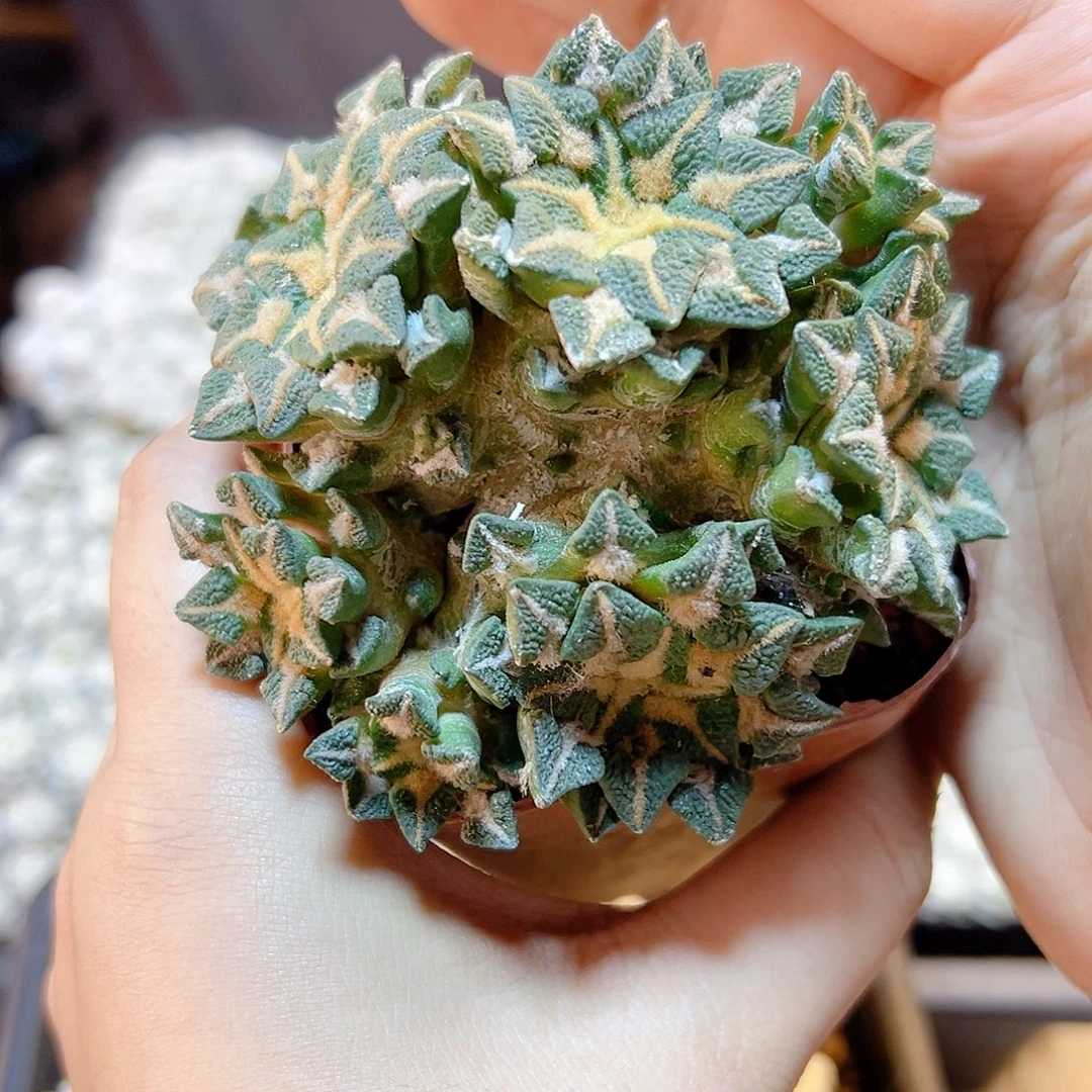 3号自根黑牡丹8.5公分