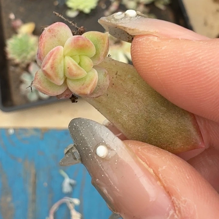 珍妮一物一拍好看