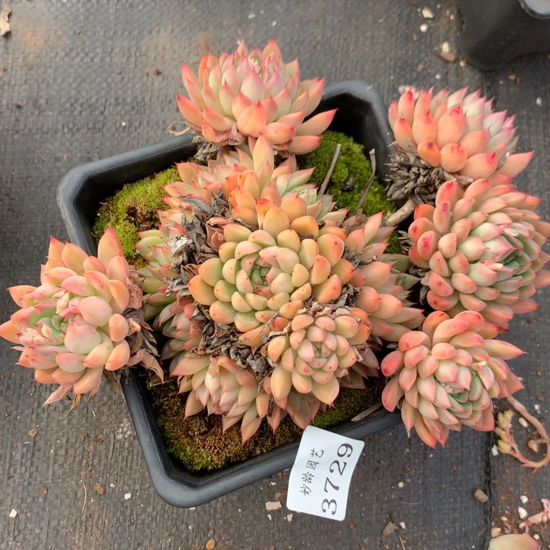 3729杂交精品基地17厘米