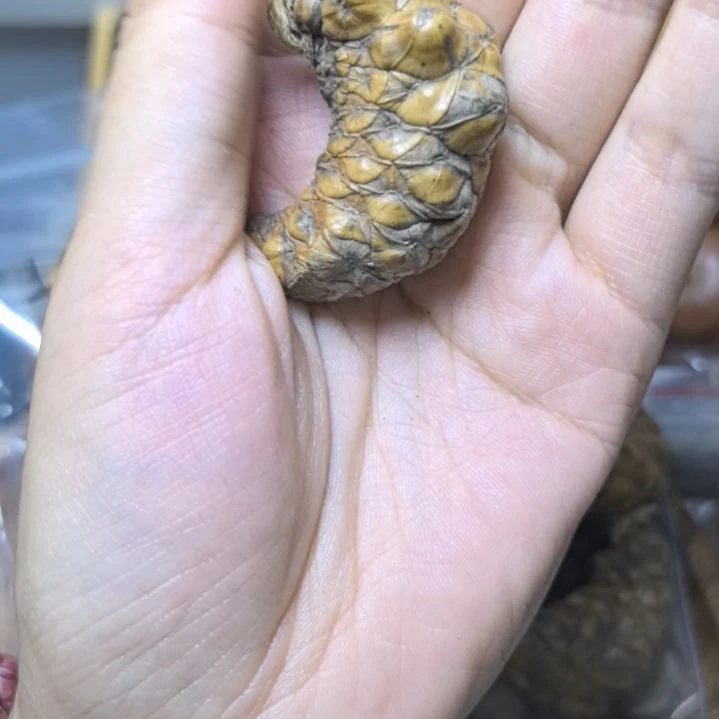 ****昕柏香籽/百香籽吊坠菩提散珠自选菩提