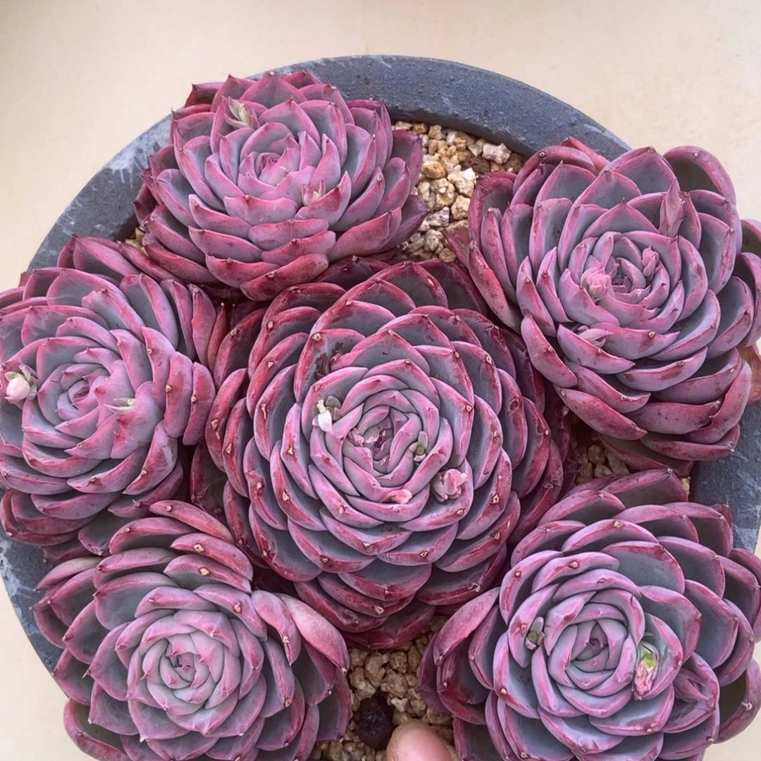 侧影多肉多肉多肉多肉