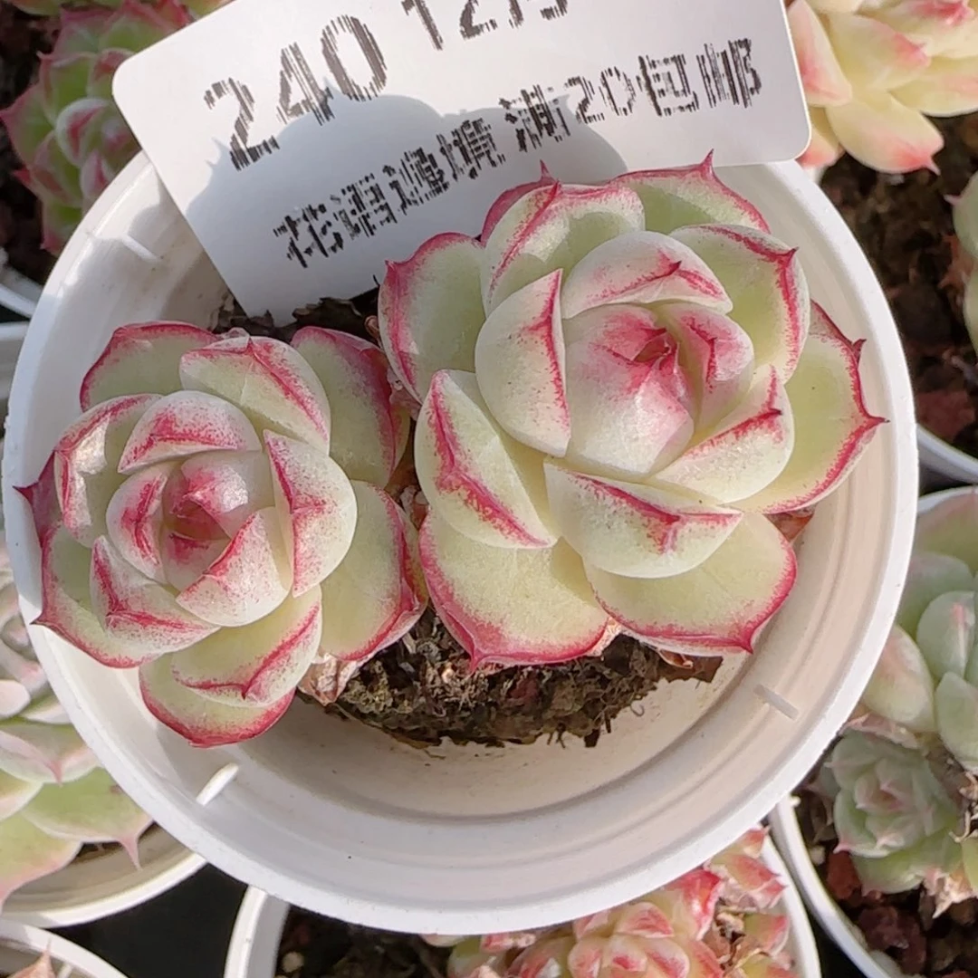 花语多肉1214-240散女王