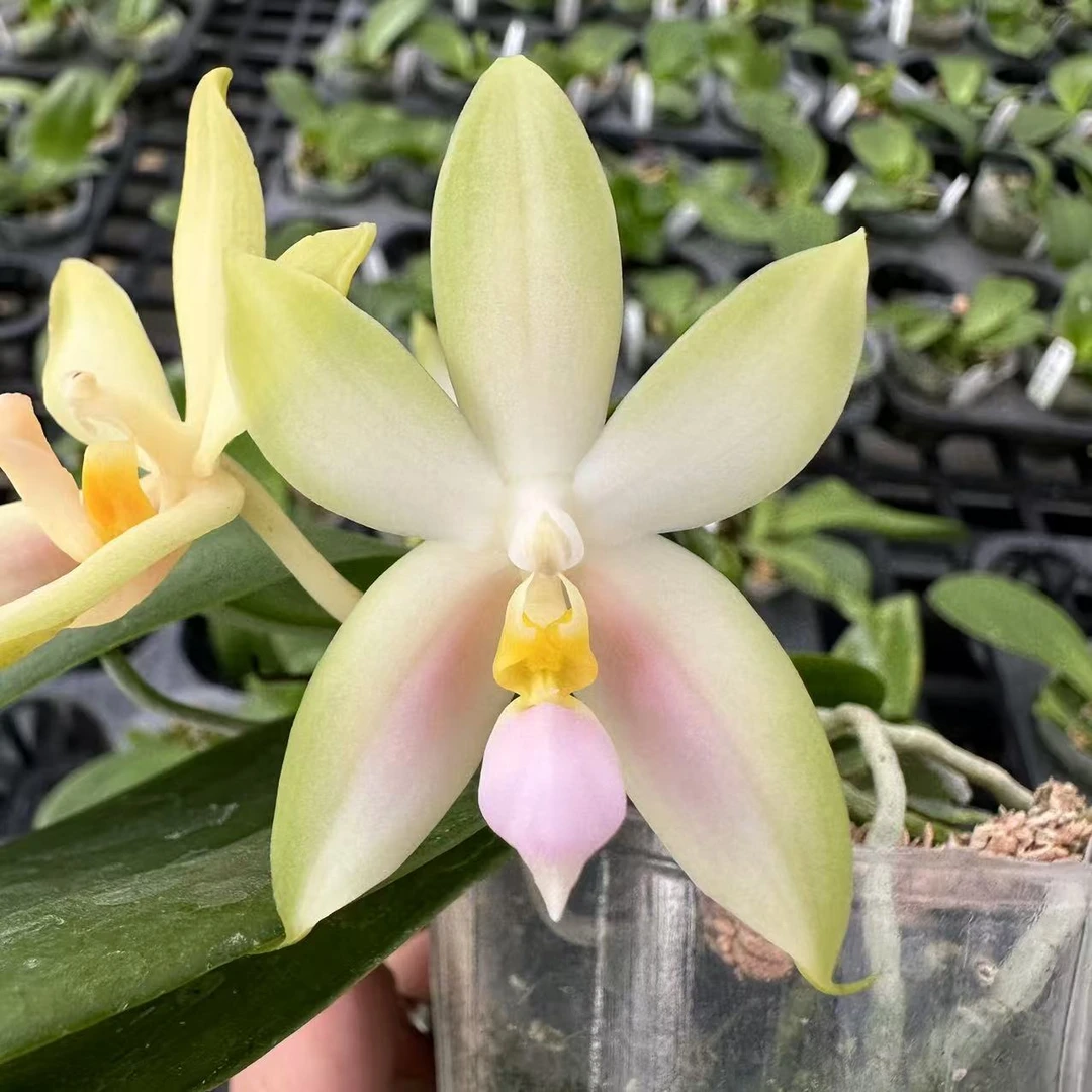 2.5寸 粉贝（实生）-开花株（花期不保）叶瑕少根 珍奇蝴蝶兰