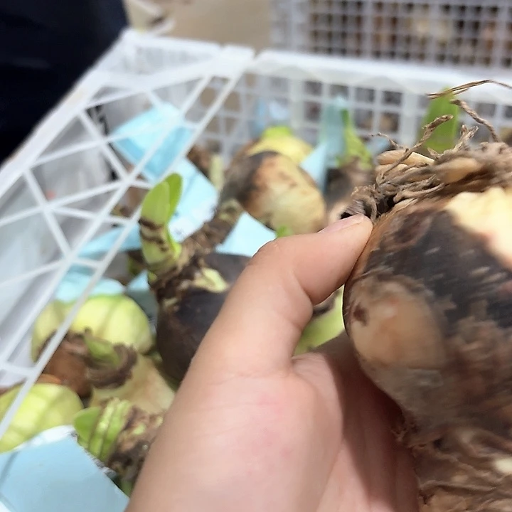 卡罗琳娜直径6.5公分福利球