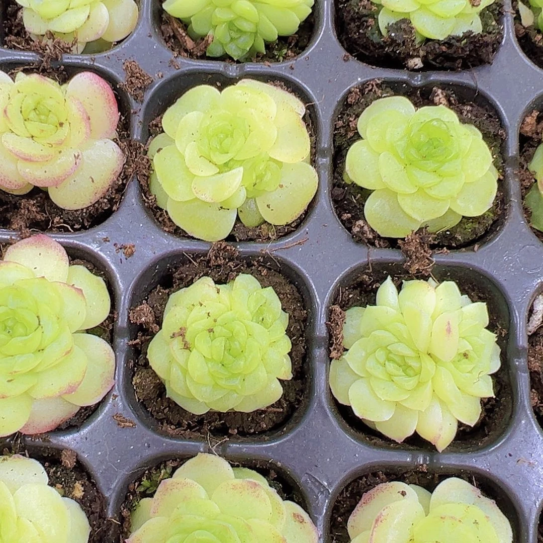 化水色麦秆苗4颗19包邮