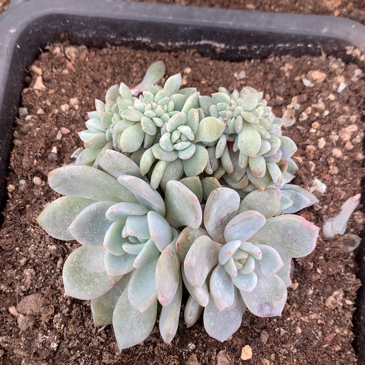多肉植物叶插星影缀