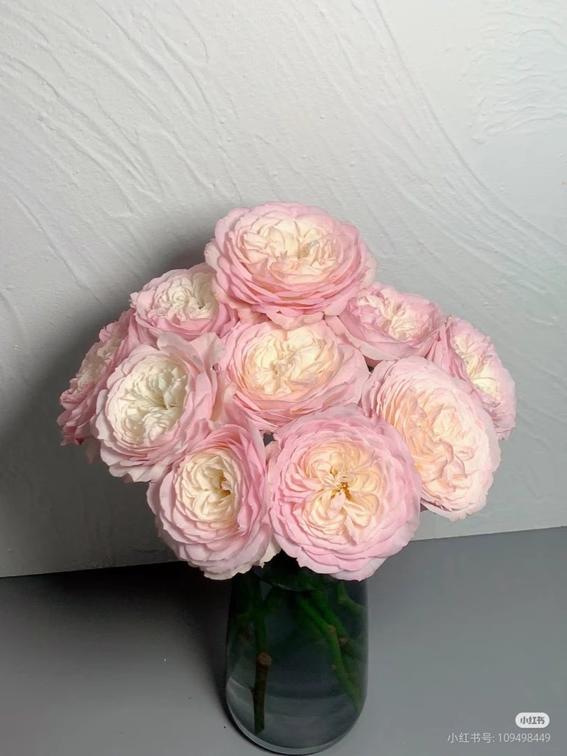 单头凯拉玫瑰 两单包邮一单或低温不拍保温冻坏不售后