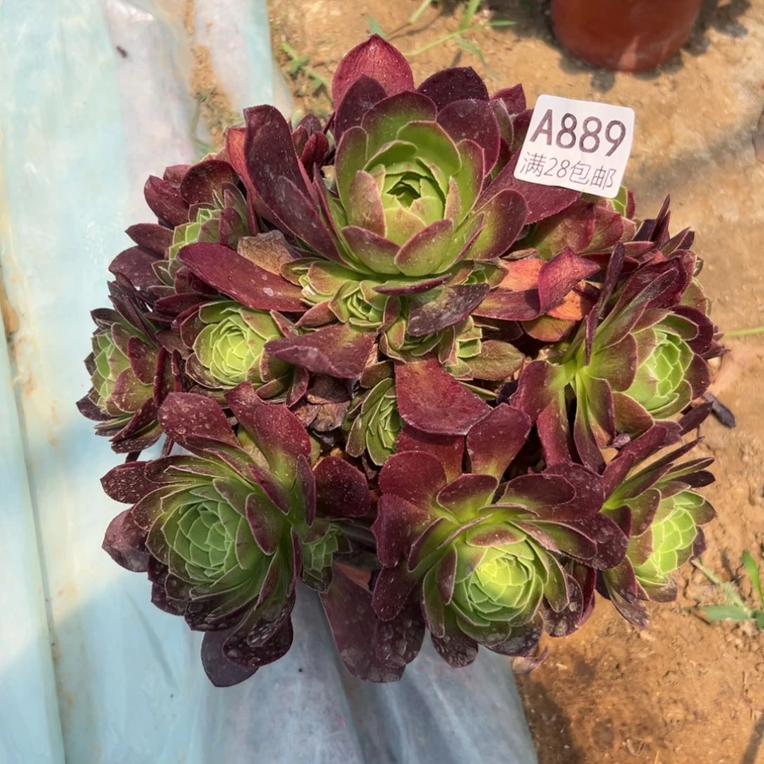 889多肉    圣罗兰