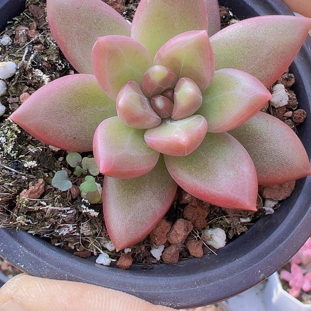 大单头迷雾泡泡19包邮