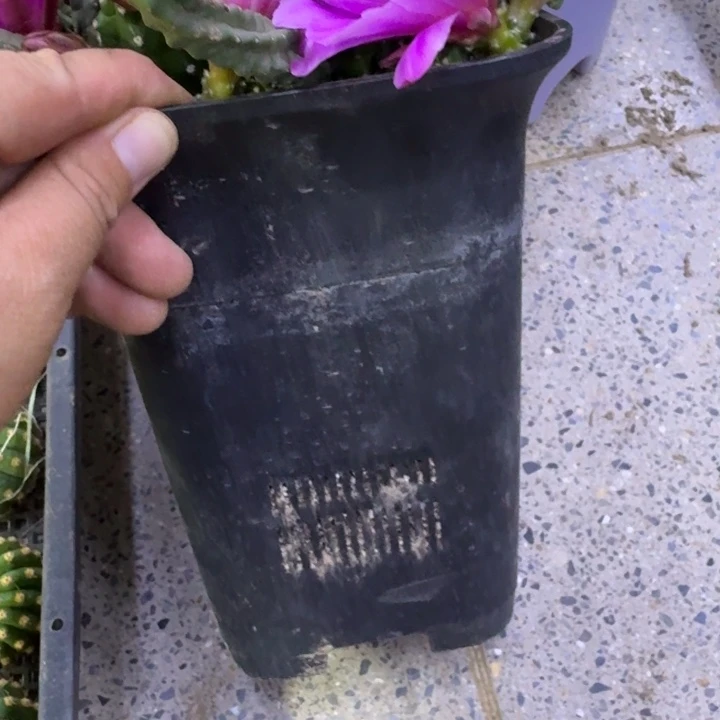 大黑万象15公分左右无托，20包邮