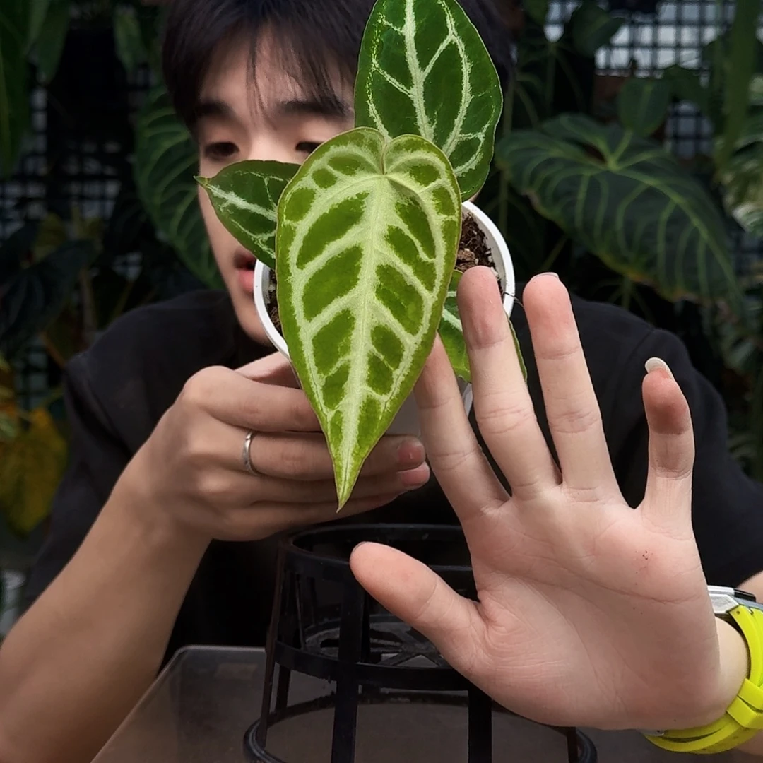 完全开放U146银色闪光杂银刷子