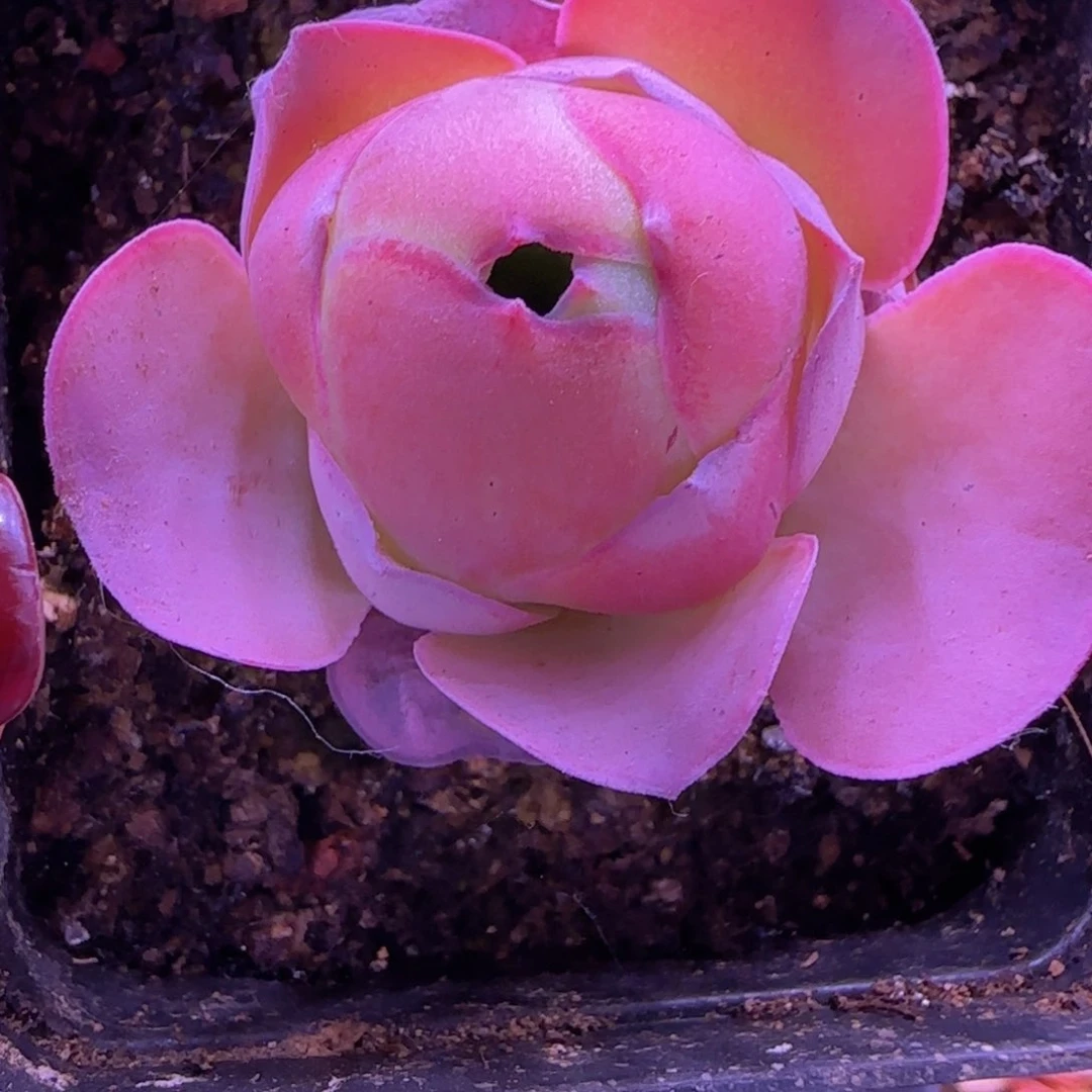 琼台玫瑰七方杯-863