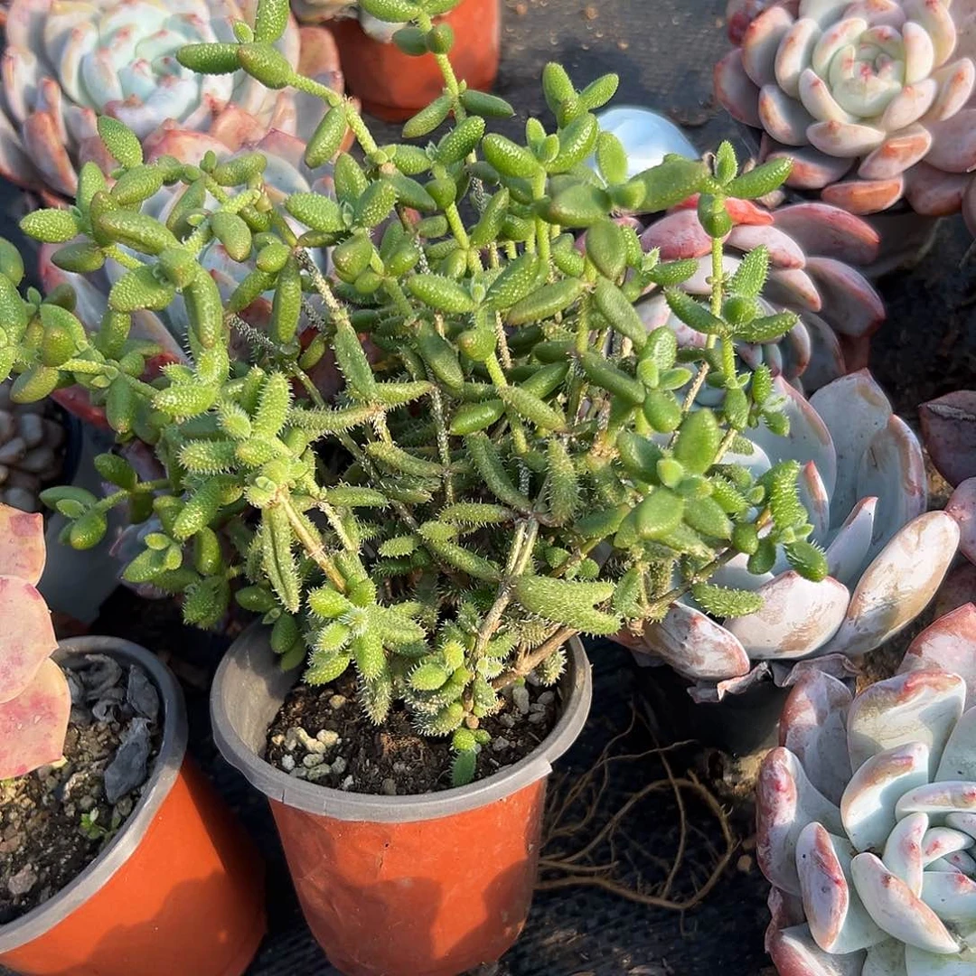 多肉植物雷同开花