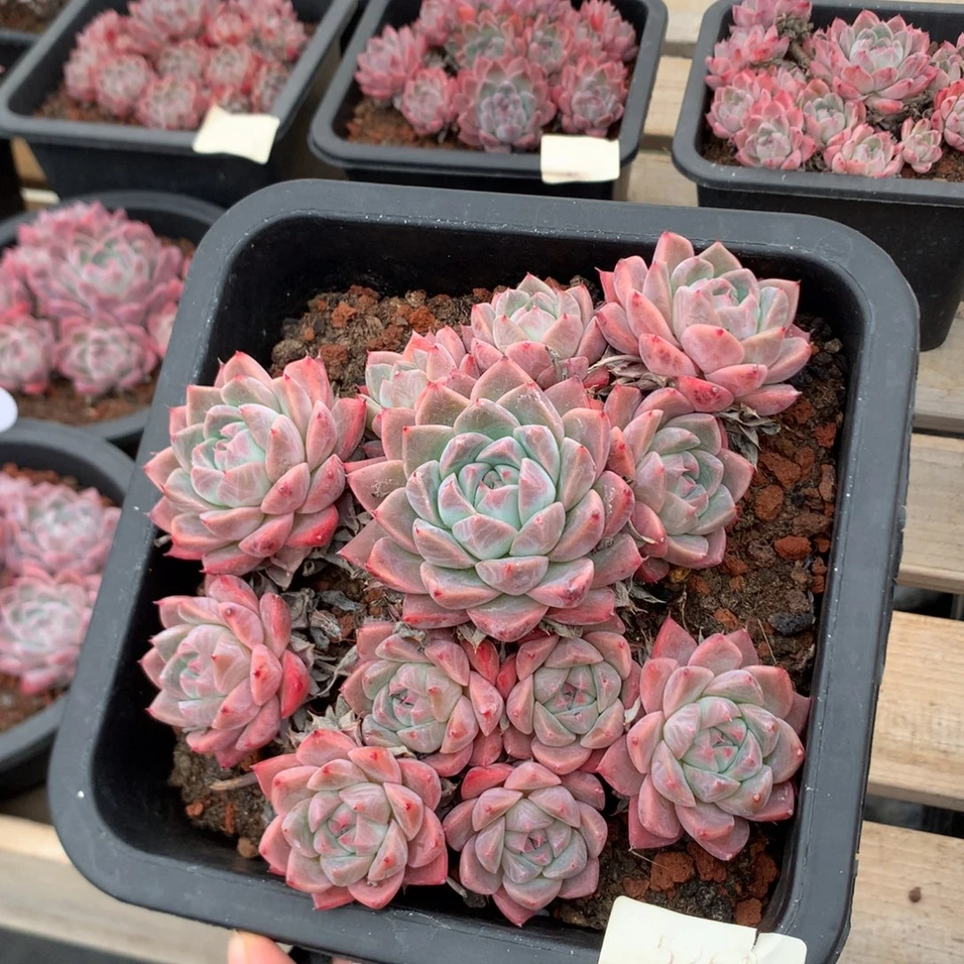 16厘米12头佳人 无砍 5261