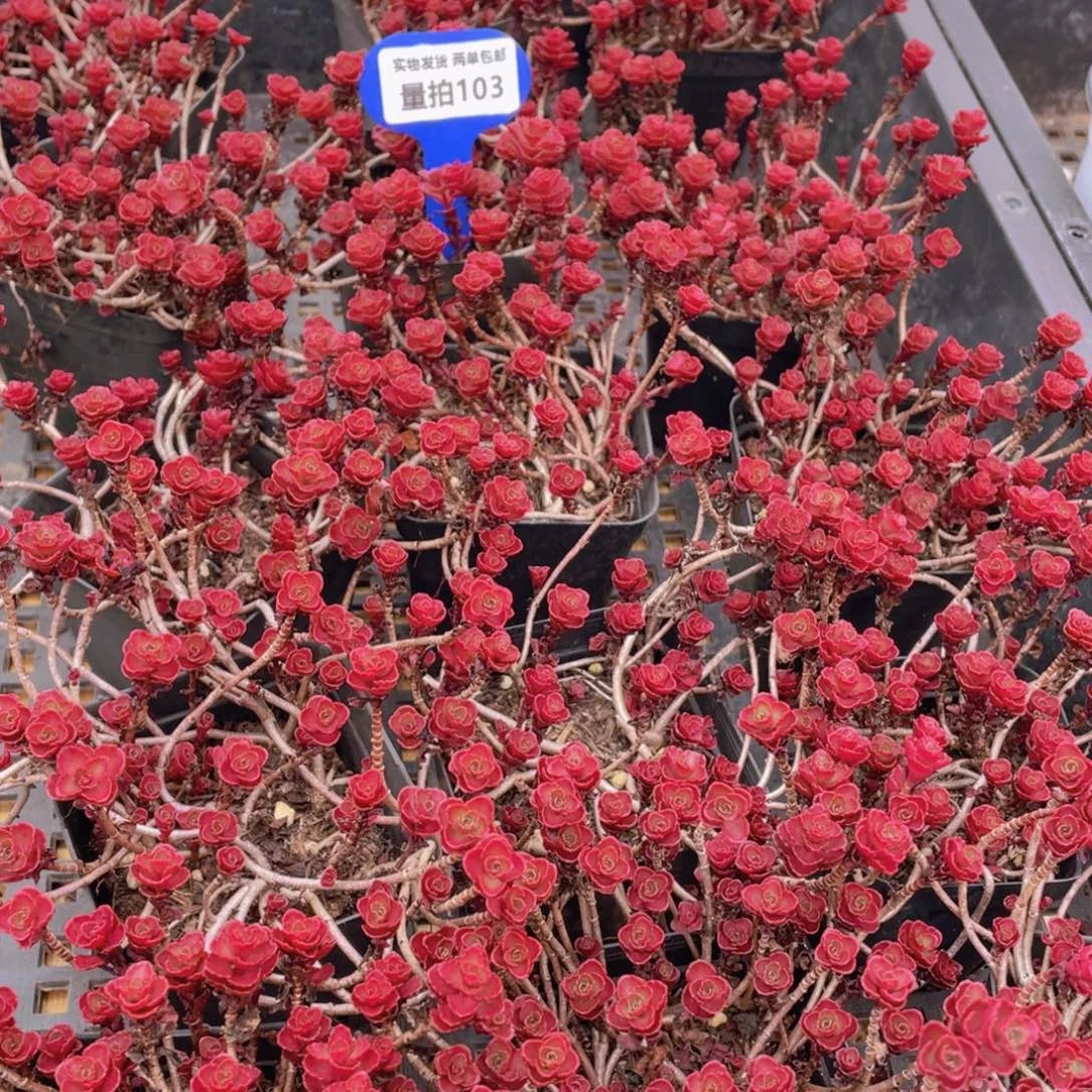 量拍103号 小球玫瑰一盆