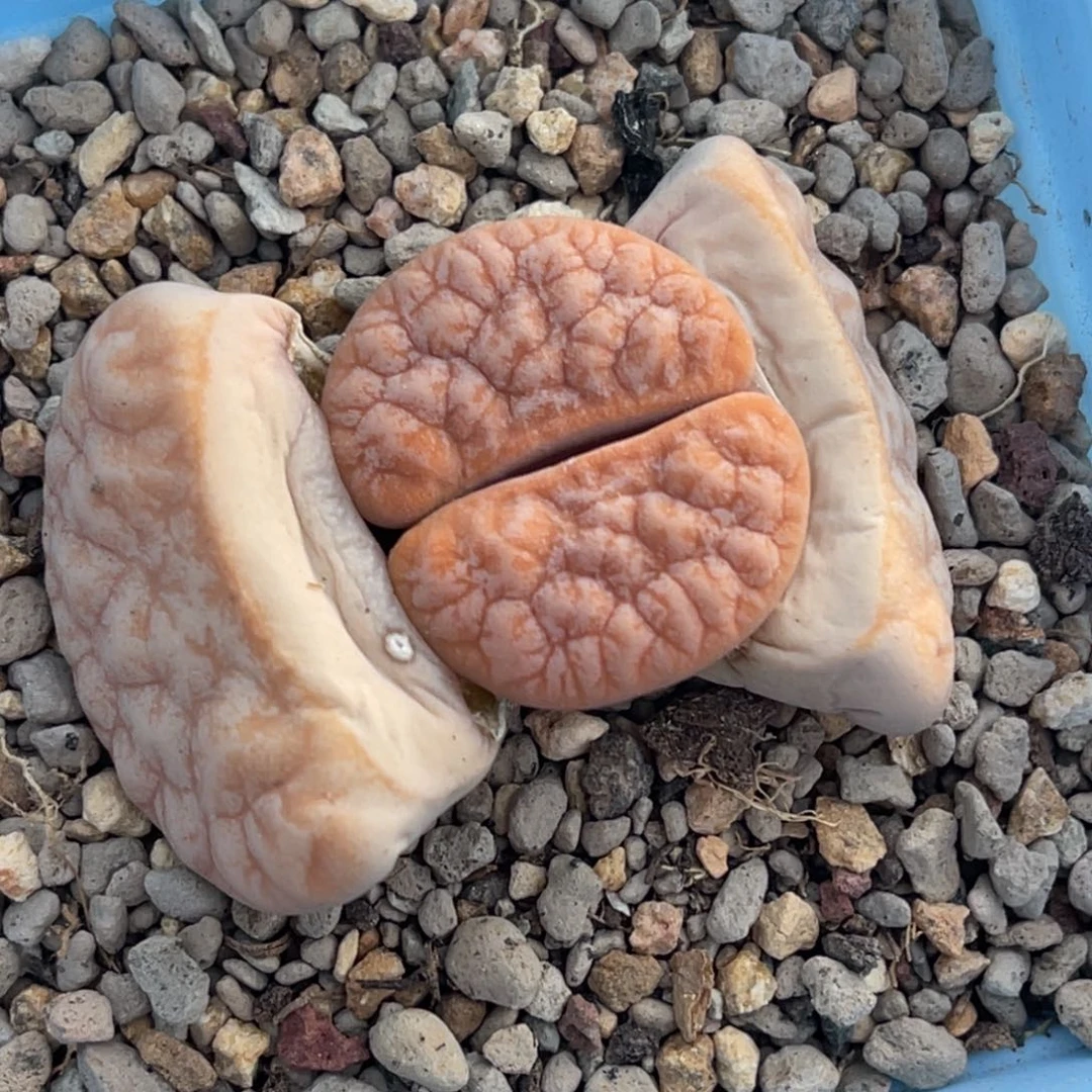 6649山脉 拿铁母本一颗