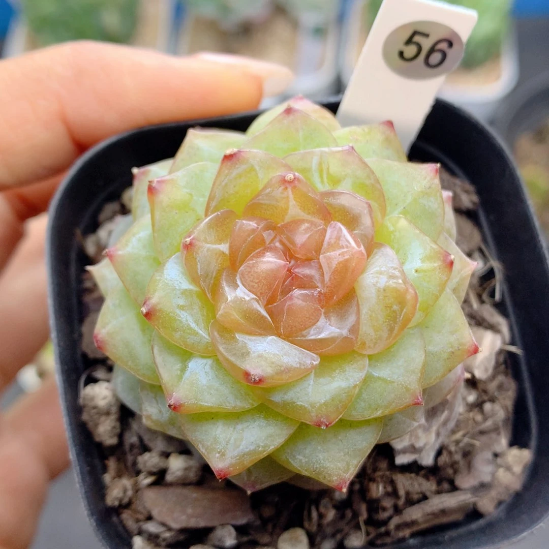 58包邮  群生不包整56