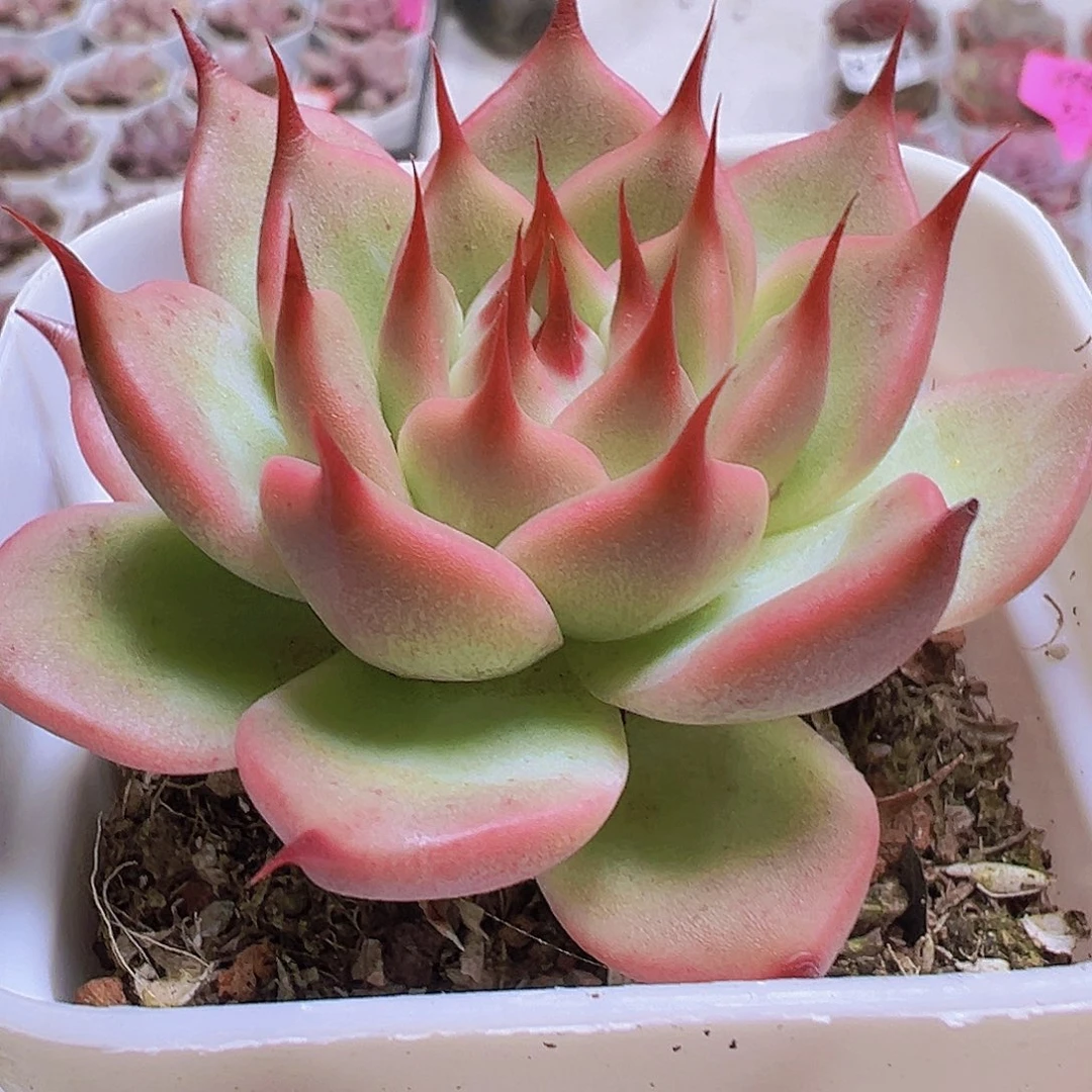 托斯卡19包邮多肉植物