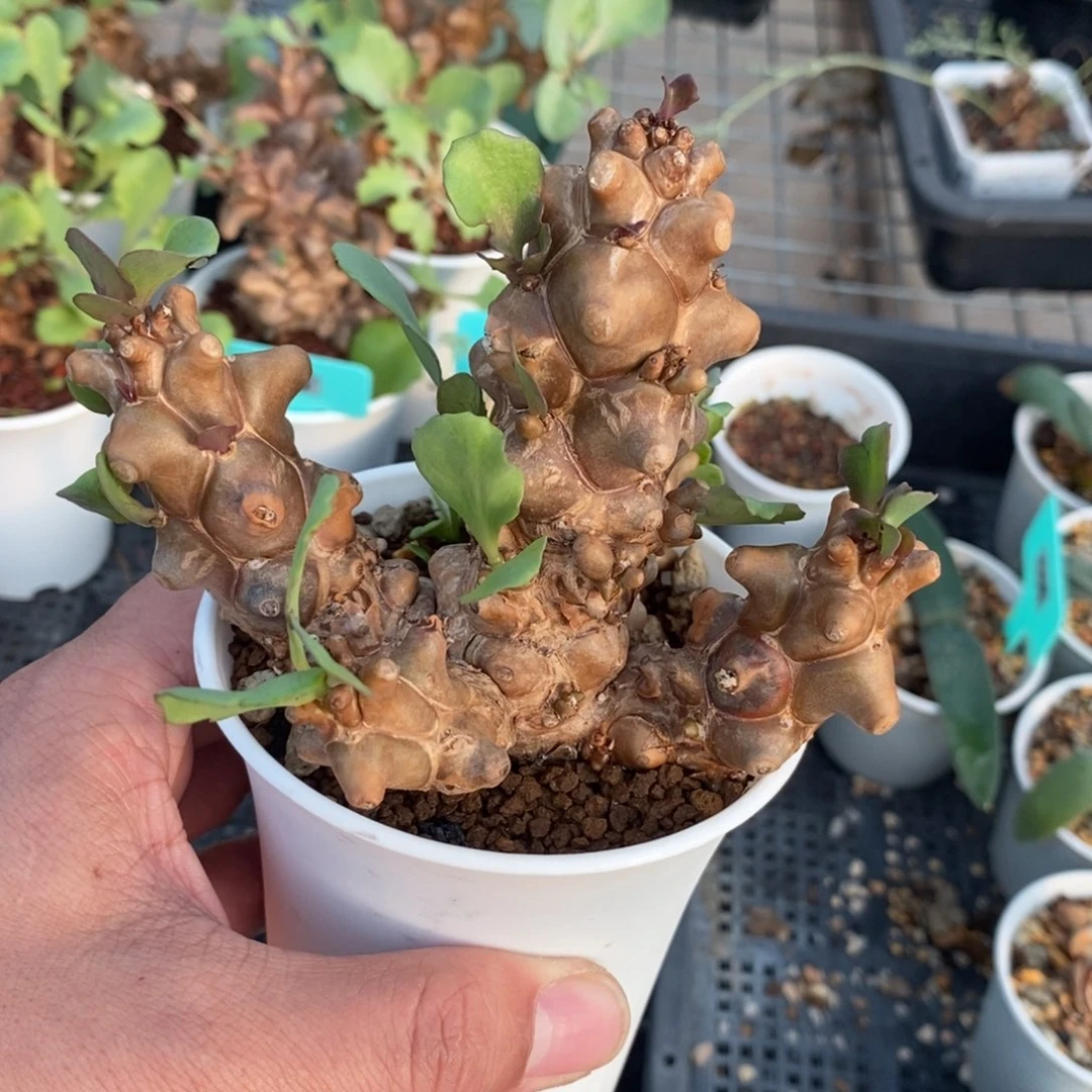 蛮鬼塔厚炖菊多肉植物