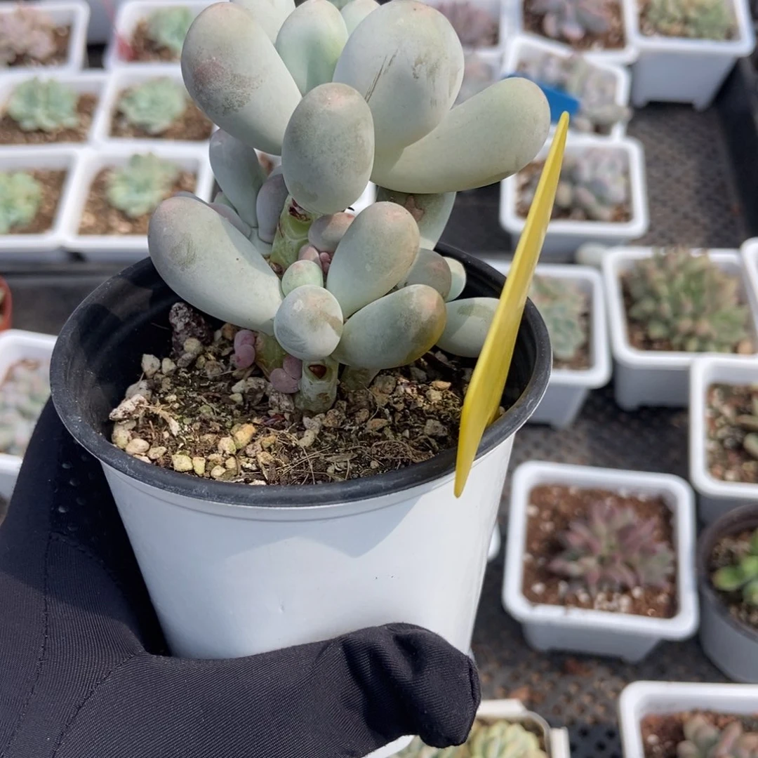 2096米可奶多肉植物保护