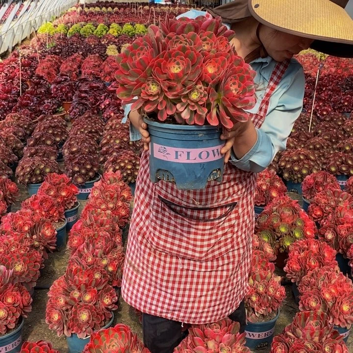 香妃一颗多肉植物