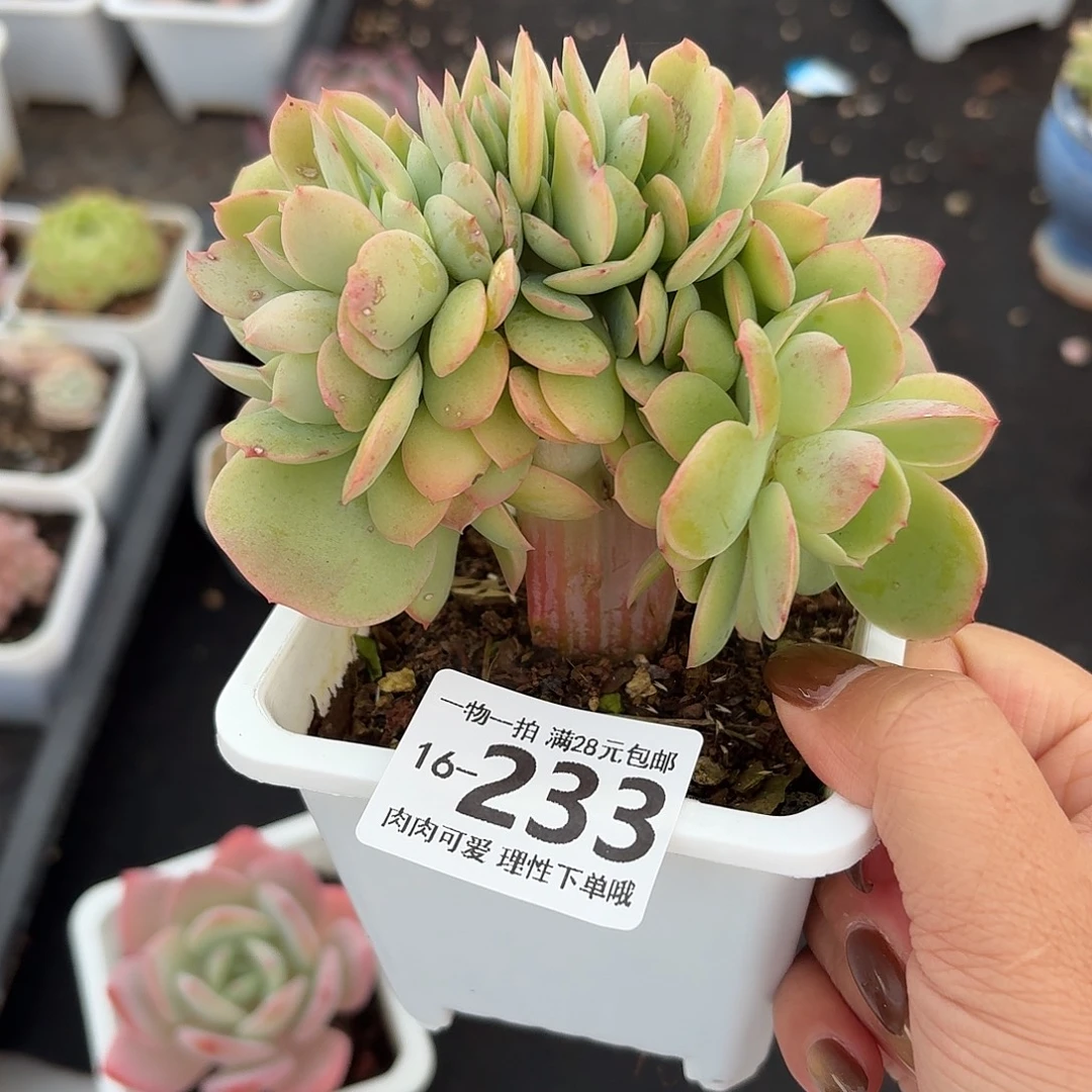 碧桃缀无盆土发货无