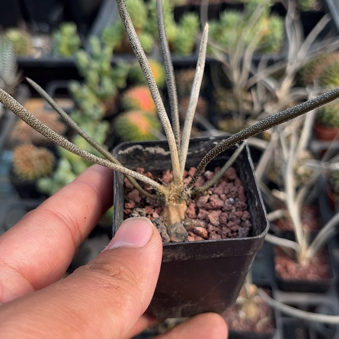 美杜莎单头发货单头