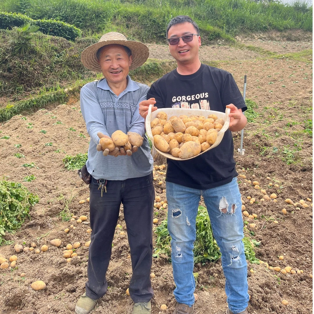 五峰湾潭 伯伯麻麻 现挖现卖 马尔科土豆 帮农户代卖 散装