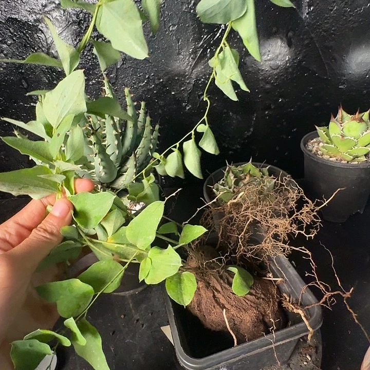 无花朵龙舌兰仁王冠龟甲龙