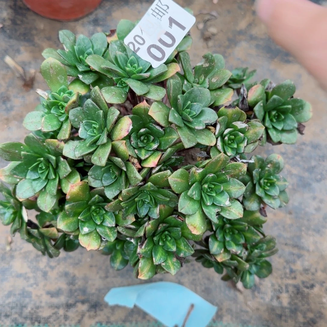 花茶阴阳001满20包邮断枝不包