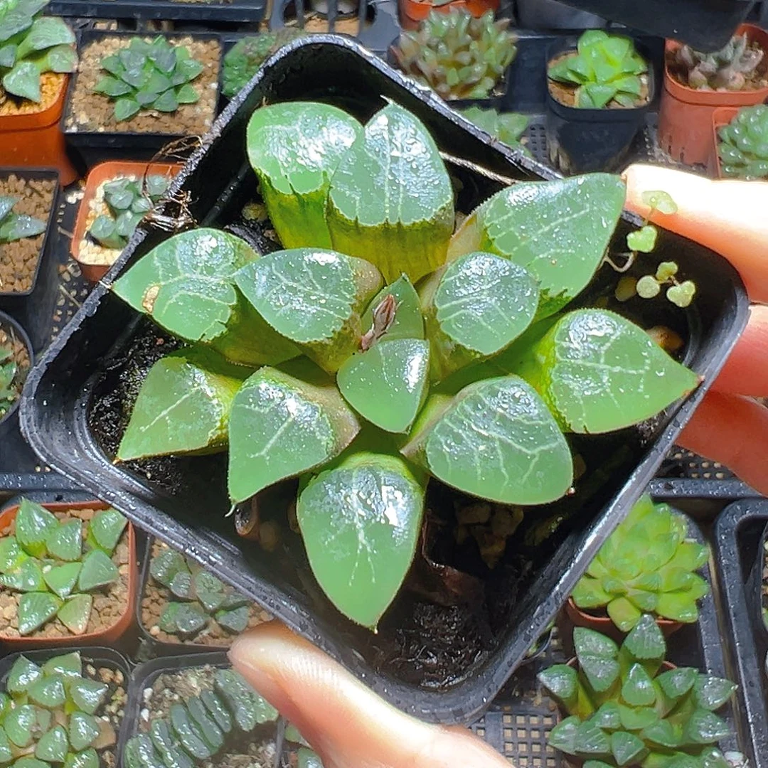 月影寿多肉多肉1多肉