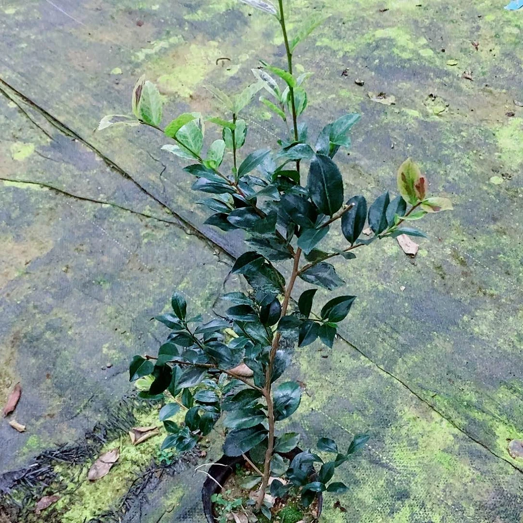 无花朵茶花盆栽，茶梅花