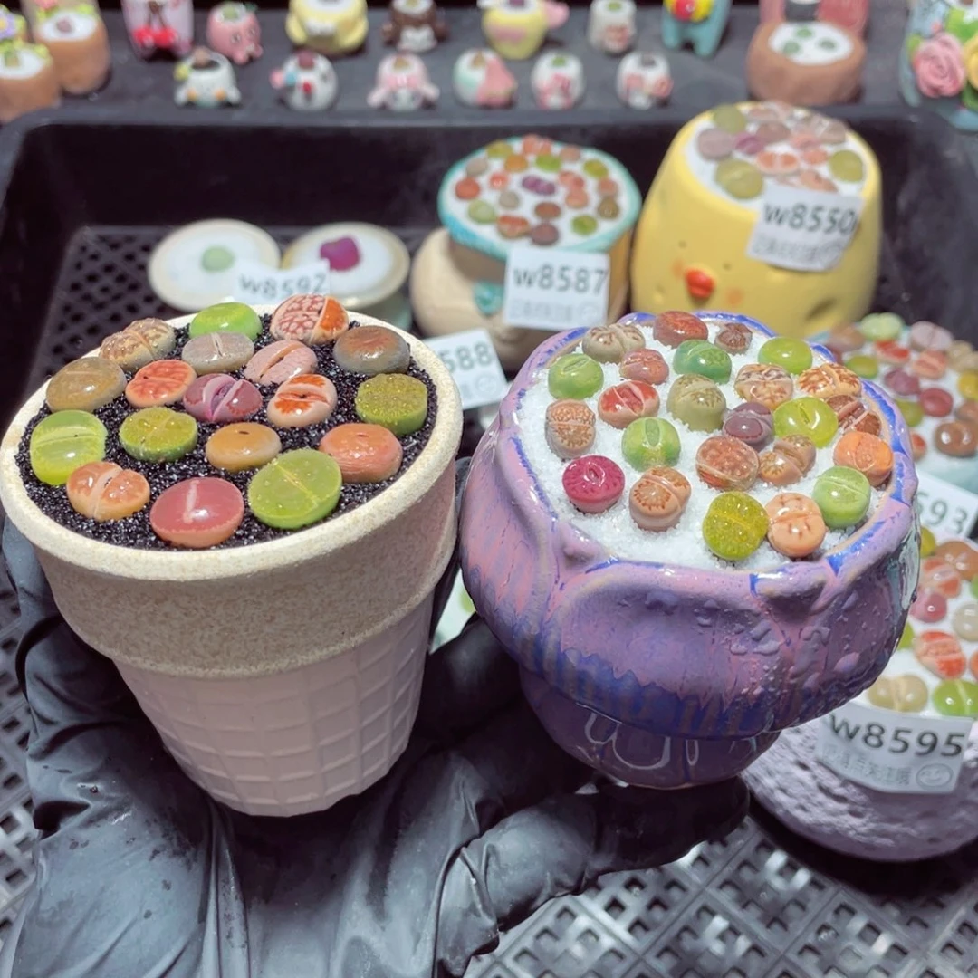 w8596 带盆土发货-零下地区拍保温箱