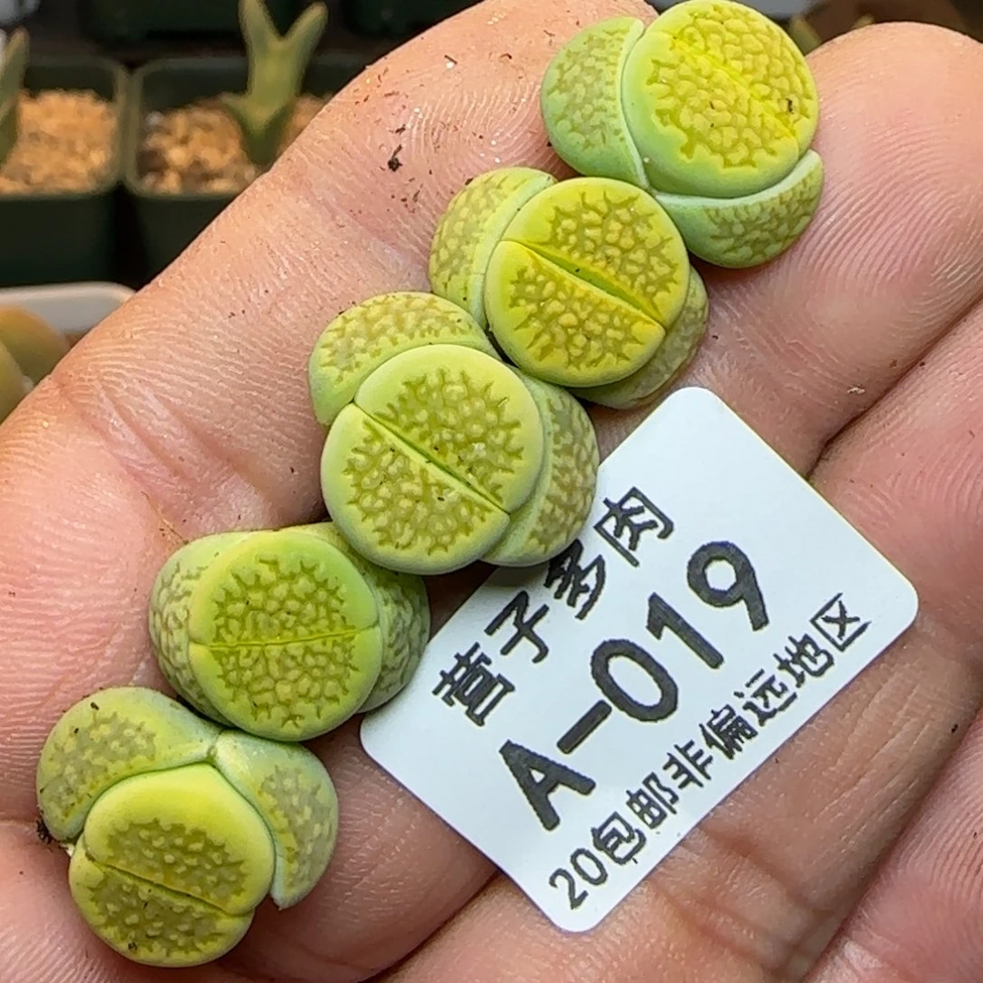 黄巴黎。