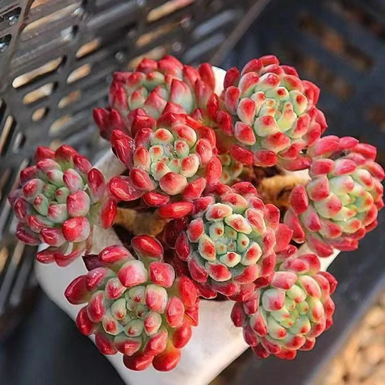 蓝苹果 平安果多肉植物新手好养家居植物