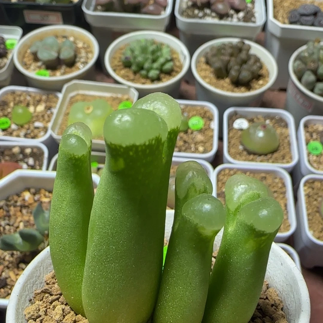 肤白貌美大长腿多肉植物649