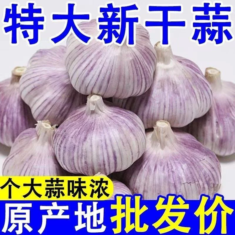 2025年新干蒜紫皮大蒜白皮蒜高品质香辣味十足
