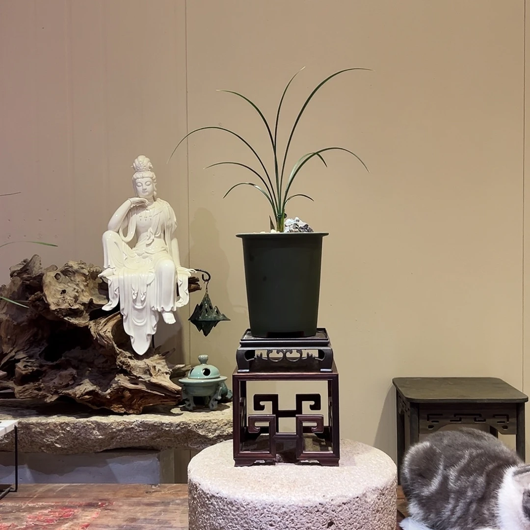 大部分花苞少量开放黄金奇艳