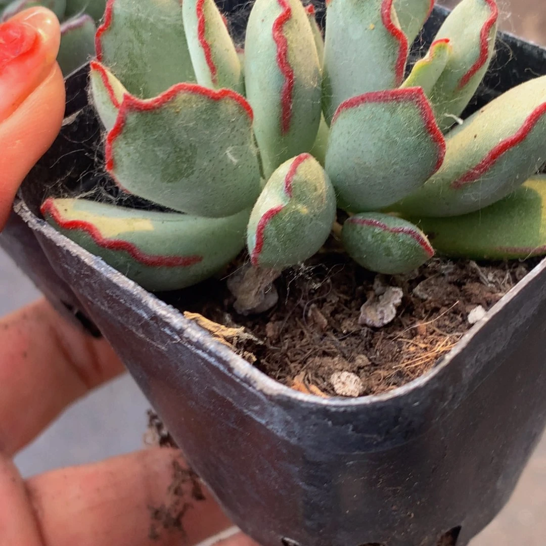 巧克力线。（满9.99包邮不满9.99发叶子）