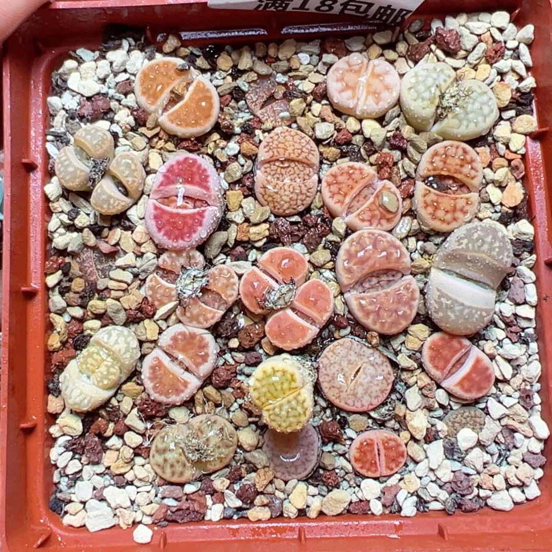 【闪购商品】769……