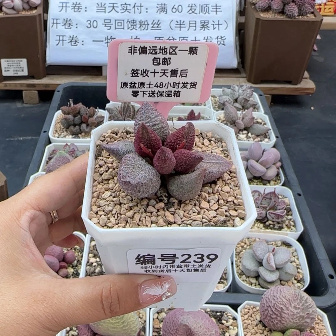 莹****球239奶油猪多肉植物