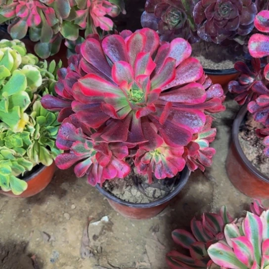 美杜莎12.8多肉植物